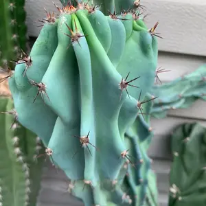 Curiosity Cactus - Cereus peruvianus monstrose healthy cutting