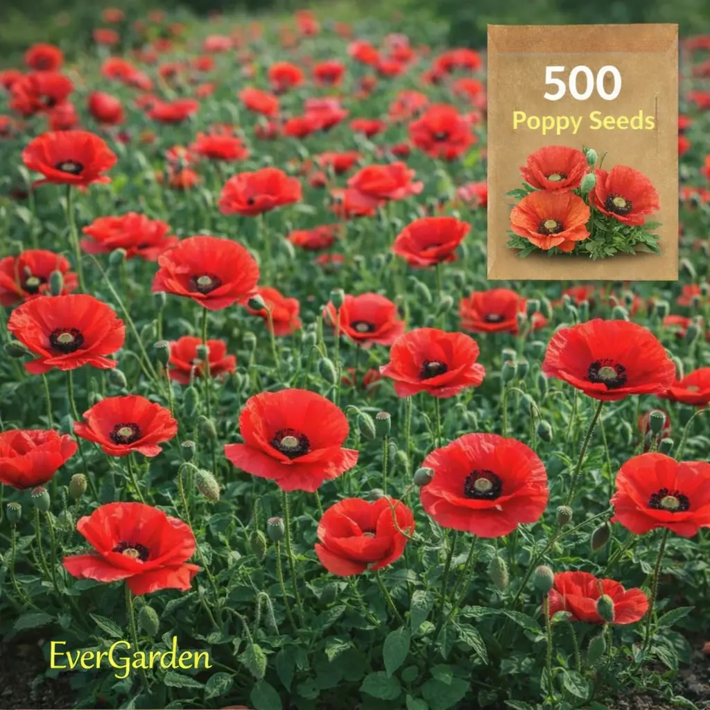 Poppy Flower Seeds – 500 Seeds for Garden Planting