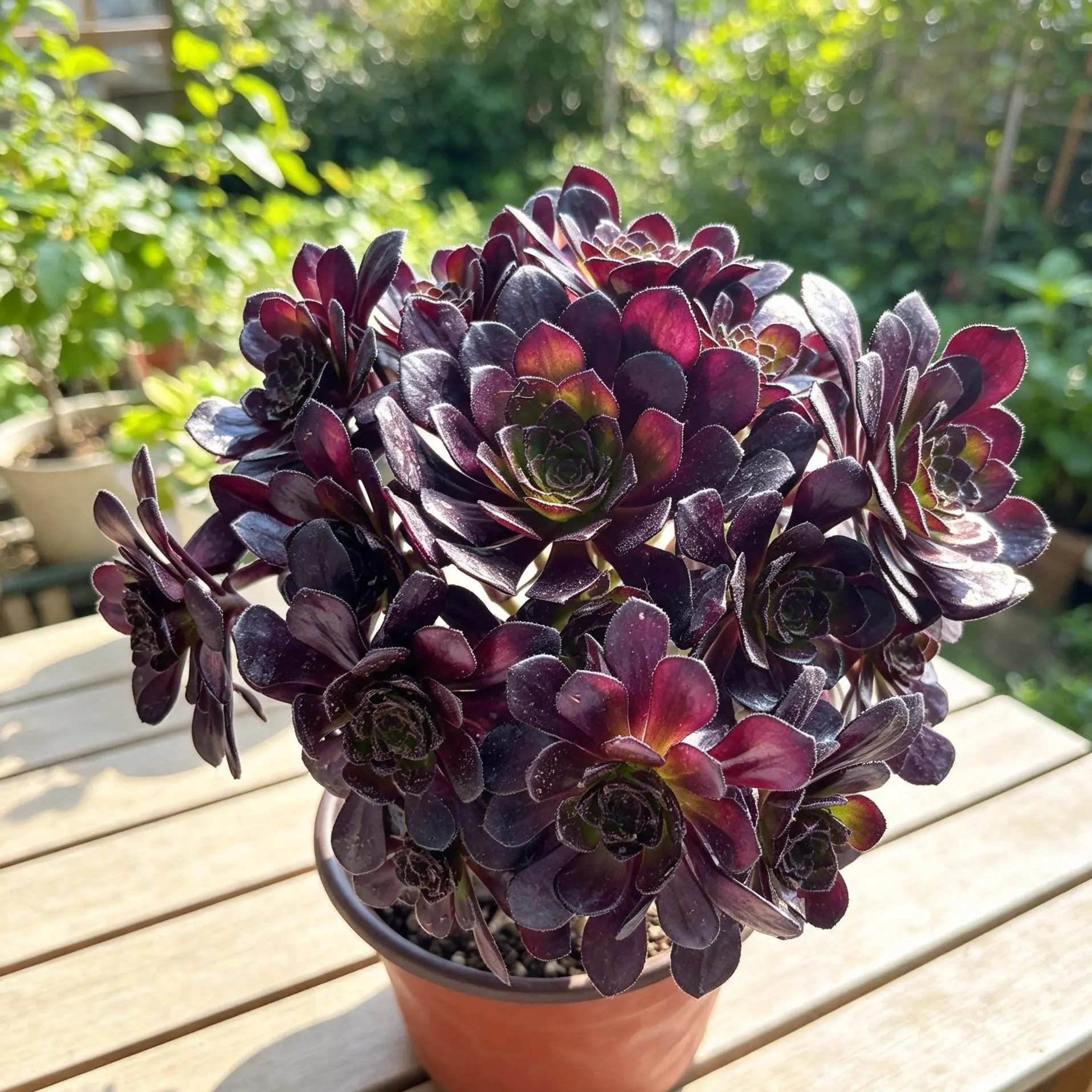 Aeonium arboreum 'Black Rose' Rare Succulent Plant Bare Root | Live Black Rose Aeonium | Easy Care Indoor & Outdoor Plant | Beginner Friendly Home & Garden Decor | Perfect Gift #Aeonium #BlackRose #Succulent #PlantTok #RarePlants