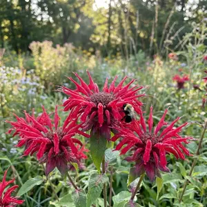 200 Pcs Bee Balm Flower Seeds for Planting Outdoor-Perennial Eustoma Cut Flower Plant Garden Home Ornamental Non-GMO