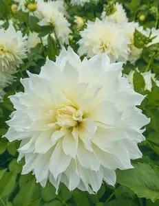 Fleurel® Dahlias