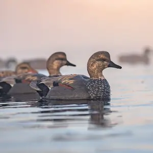 F1 Gadwall Floaters