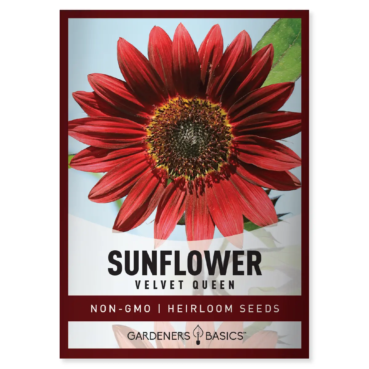 Velvet Queen Sunflower Seeds sunflower seed Garden Heirloom