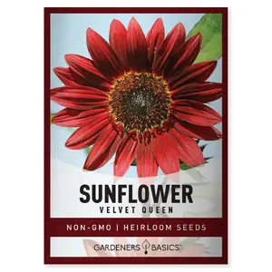 Velvet Queen Sunflower Seeds sunflower seed Velvet Queen Sunflower Seeds sunflower seed