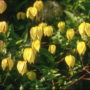 Tangutica Clematis