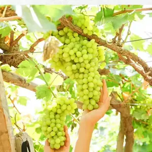 Thompson Seedless White Table Grape Vine Tree Seedling – Seedless Grapes for Home Gardeners, Easy Care Climbing Fruit Vine for Patio, Arbor & Backyard Landscaping