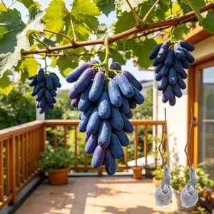 (LZ#FF) Moonlight Grape Seedlings – Perfect for Small Orchards and Backyard Gardens