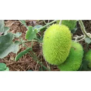 Cucumber Seeds - Hedgehog - Teasel gourd