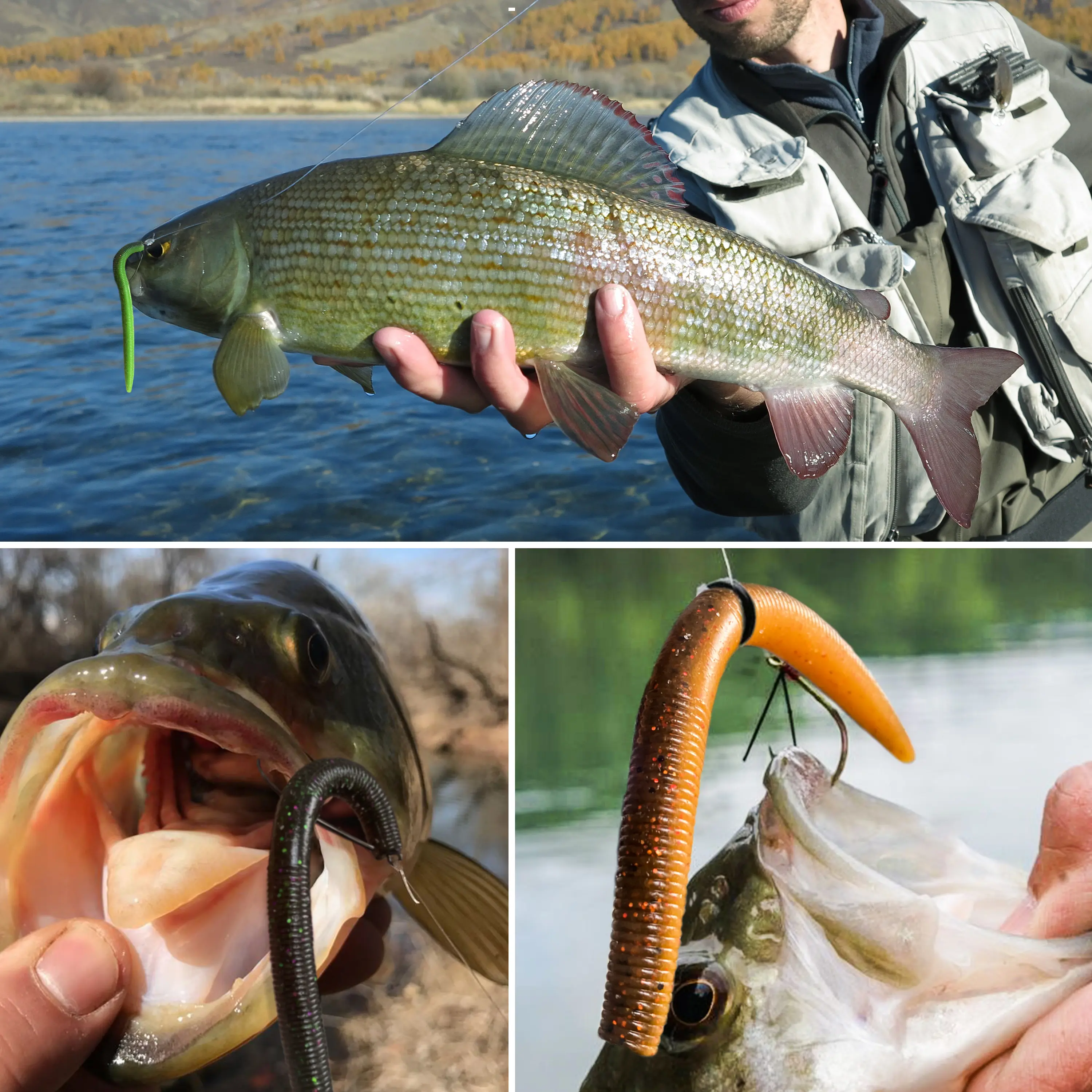 buzz plug fishing lure Arbogast Buzz Plug Jr. Perch