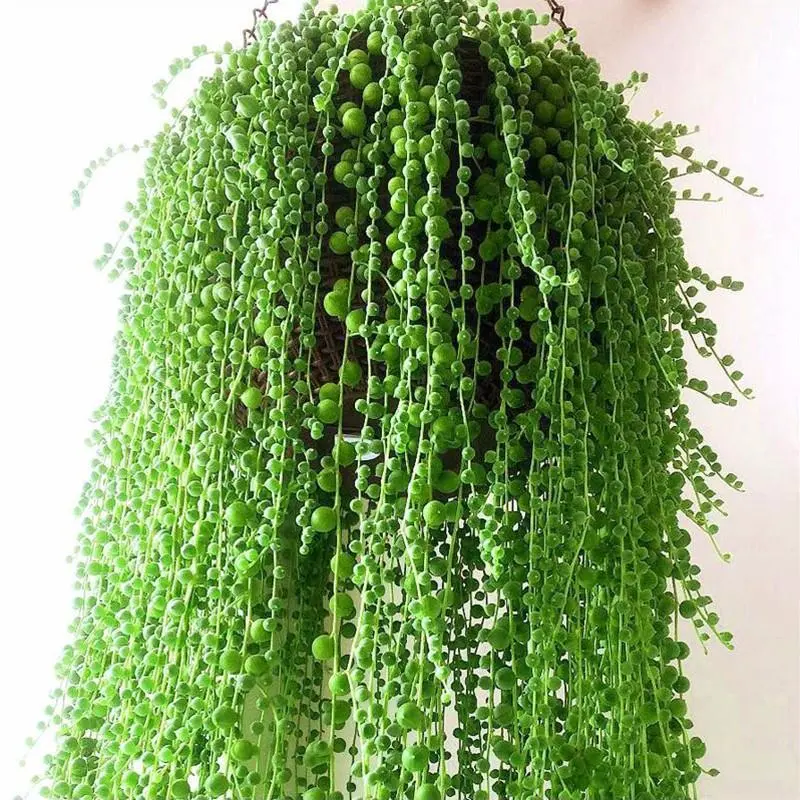 String of Pearls Live Succulent, Fully‑Rooted Easy‑Care Trailing Hanging Houseplant for Indoor Home Decor