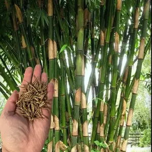 50 Giant Atter Bamboo Seeds