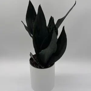 Sanseviera  'Black Dragon' 6" pot - Decorative Houseplant with Deep Glossy Green Leaves & Compact Growth Habit for Indoor Spaces