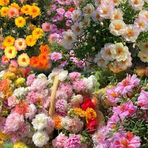 10000 +PCS (Moss Rose) Seeds -Mixed Double Portulaca Grandiflora Seeds Planting Ornaments Perennial Garden Simple to Grow Pots Gifts