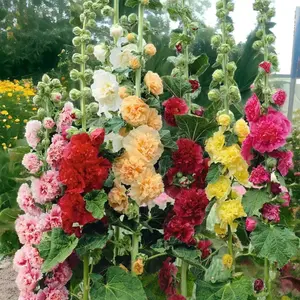 Bulk Pack of 200 Double Hollyhock Flower Seeds – High Germination, Vibrant Mixed Colors, Ideal for Cottage-Style Gardens, Borders & Outdoor Displays