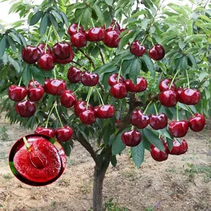 10 Pcs Sweet Cherry Tree Seeds - Non-GMO Heirloom Fruit Tree Seeds, Sweet & Juicy Fruits, Suitable for Indoor & Outdoor Planting, Ideal for Home Garden Cultivation