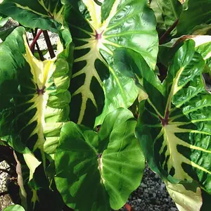 Live Plant Sedum Dasyphyllum 'Corsican Stonecrop' In 2" Pot - Low Growing/Creeping Succulent