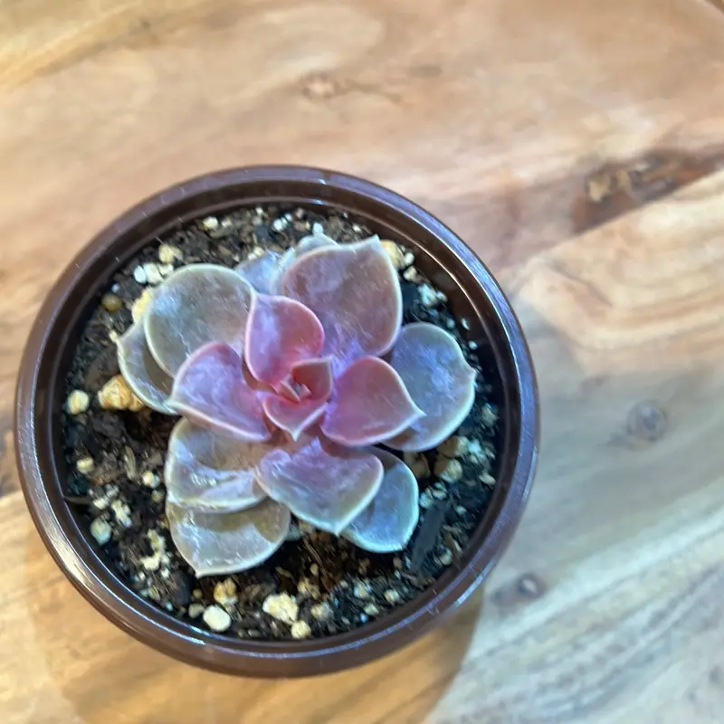 Graptopetalum "Purple Delight" Live Succulent Plant, Cacti & Succulents
