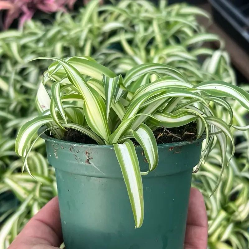 Variegated Spider Plant| Pet Safe Tropical Houseplant | 4” pot