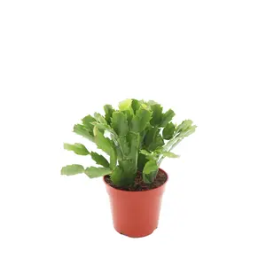 Zygocactus Christmas Cactus Red - 4'' from California Tropicals