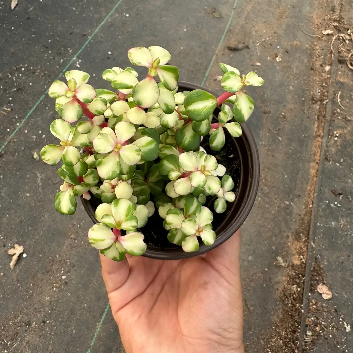 4” Portulacaria MedioPicta Elephant bush plant