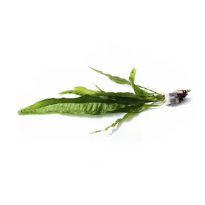 Java Fern. (Regular) 6 Inches