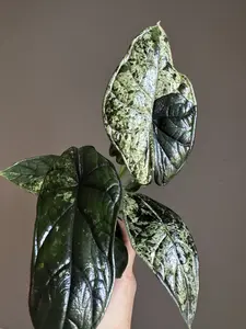 Alocasia Green Dragon Scale Mint Variegated — 4" Rare Alocasia | Collector Showpiece