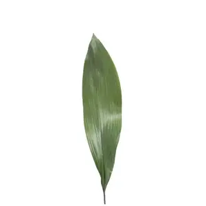 Aspidistra Elatior - 10 Bunches