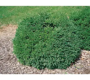 Roberta's 1 pc. Green Velvet Boxwood Shrub