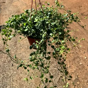 Peter Pan Ivy Plant 6 inch pot