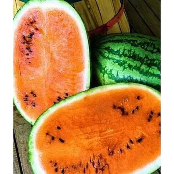 Organic Heirloom Orange Tendersweet Watermelon