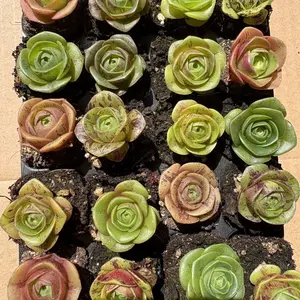 Aeonium aureum 3/6/12-Pack Live Succulent Plants, Approx. 1 Inch – Rare Colorful Succulents, Bare Root (No Pot), Easy Care, Beginner Friendly, Indoor Plant, Home & Garden Decor, Plant Lover Gift
