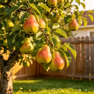 Pear Sapling Live Plant - Healthy Fruit Tree Seedling for Home Garden Backyard Orchard, Easy to Grow, Adaptable to USDA Zones 4-9, Non-GMO