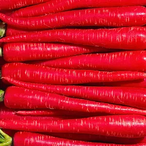 Heirloom Red Kyoto Carrot Seeds - Organic and Regenerative Gardening Seeds