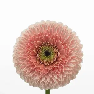 Mini Gerber Pomponi Belfi - 60 Stem Bunch