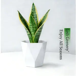 Costa Farms Snake Plant, a live plant with a decorative pot, easy to care for, air-purifying succulent houseplant, perfect for home, room, or office decor, 7-11 inches tall.