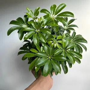 Umbrella tree 4" pot house  plant | Live Tropical House Plant | Beginner plant | Unique Leaves | Indoor Home Decoration
