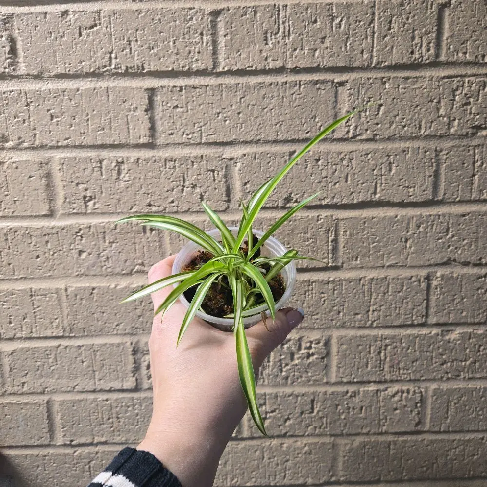 Variegated Spider Plant starter