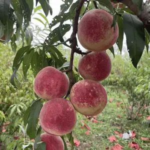 3-Year-old baby dedicated live broadcast peach saplings - cold-resistant - the fruit is sweet and juicy, easy to care for, and enjoy the fun of growing peaches at home early!