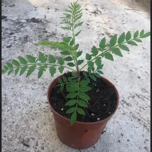 A blue Jacaranda tree live in a 4’’ pot/ 8”-10”high