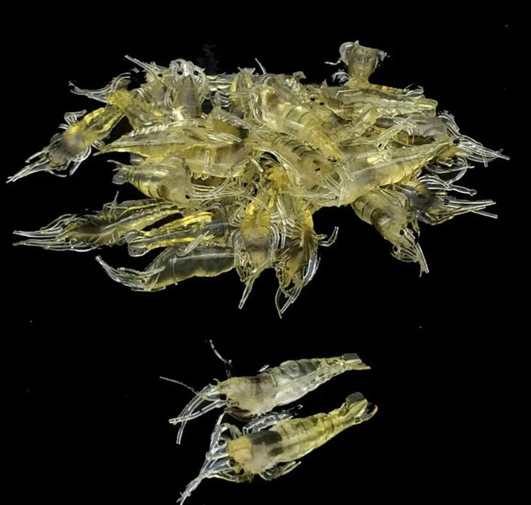 Simulation grass shrimp bait 4 cm soft shrimp bait fishing gear cost-effective convenient soft bait bait