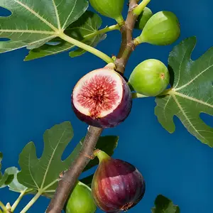 1 bare-rooted fig sapling - the root system is developed and robust, suitable for beginners in gardening - the branches and leaves are beautiful and ornamental - a good product for indoor and outdoor green plant decoration