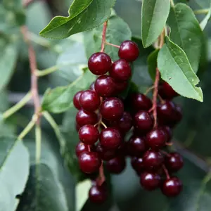 Chokecherry Open Pollinated Seeds (Prunus virginiana) Cold-hardy North American native; attracts wildlife and produces tart berries perfect for jams and syrups