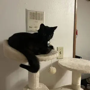 【Crazy Price】Yaheetech 54"/57''/63"/79"/82" Cat Tree Multilevel Cat Tower with 2 Condos & Dangling Ball & Round Platform & Ladder