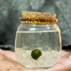Medium Moss Ball Terrarium with Clear Quartz Crystals, 3" Height, 3" Diameter, Plant Pet for Spiritual Growth, Energy Decoration, Made in USA, Zebra Mussel-Free