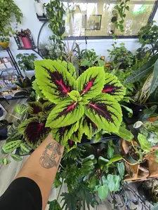 Coleus Plant (Solenostemon scutellarioides)
