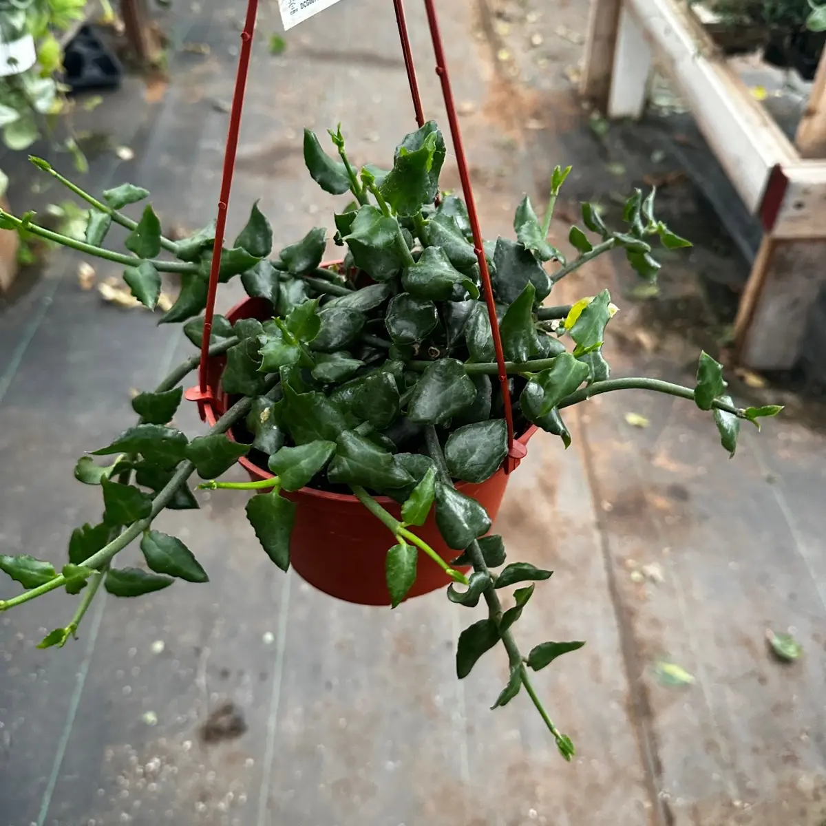 Ceropegia Parachute Plant plant 6 in pot
