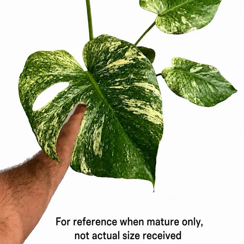 philodendron melanochrysum neues blatt Philodendron melanochrysum – Foliage Factory