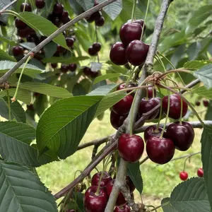 Dwaft Cherry, BigBerry Sweet Cherry Plant Live Fruit Tree | 20 inch tall