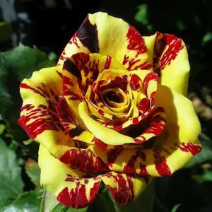 20 Tea Rose 'Dragon Tiger' Seeds - Fragrant Vibrant Blooms for Gardeners Includes Detailed Germination & Care Guide for All Seasons - Aromatic
