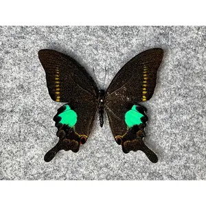 Paris Peacock Swallowtail butterfly, Papilio paris gedeensis, Unmounted (WINGS FOLDED), Male, Real, Preserved, Dried specimen
